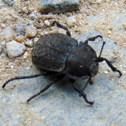 Asida fascicularis